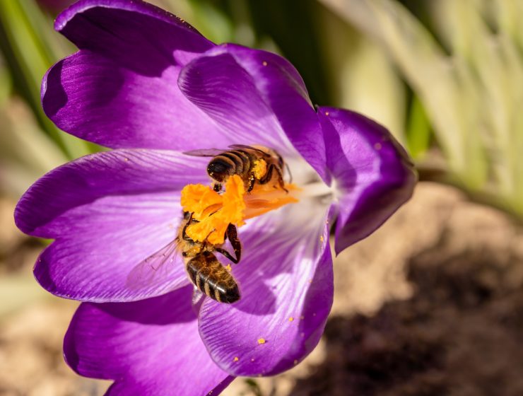 pszczelarstwo LĘDZINY